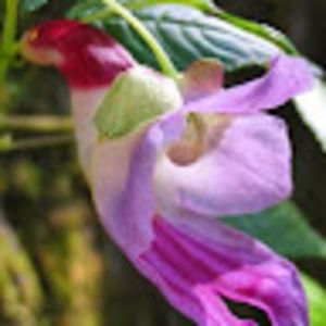 Meet your Posher, Erika